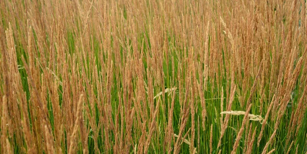 Field Grass Nature Background — 图库照片