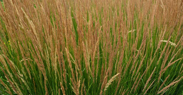 Field Grass Nature Background — 图库照片