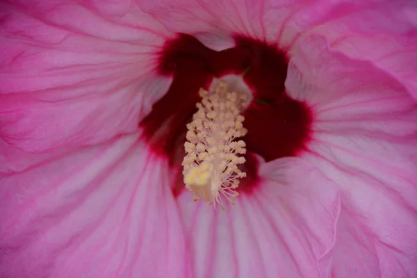 美しいピンクの花の背景 — ストック写真