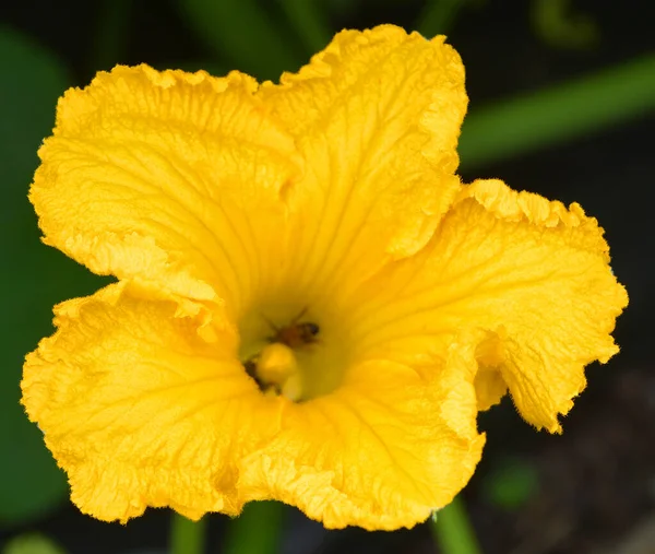 Fiore Giallo Giardino — Foto Stock