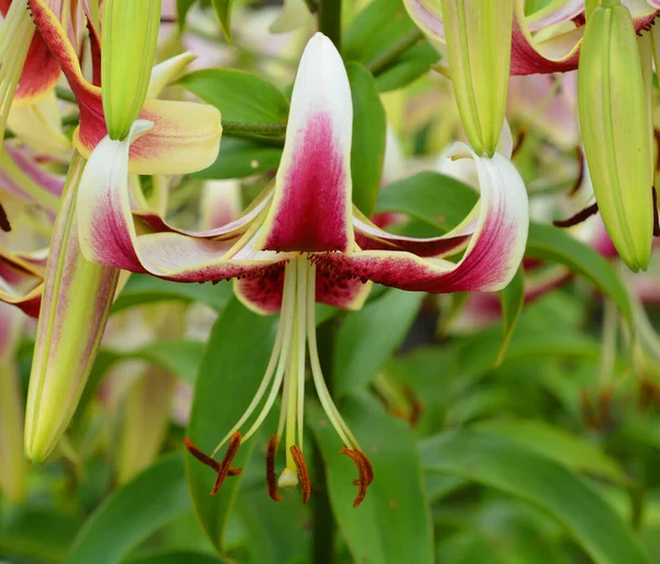 Schöne Lilienblüten Garten — Stockfoto