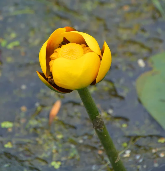Flor Amarilla Jardín —  Fotos de Stock