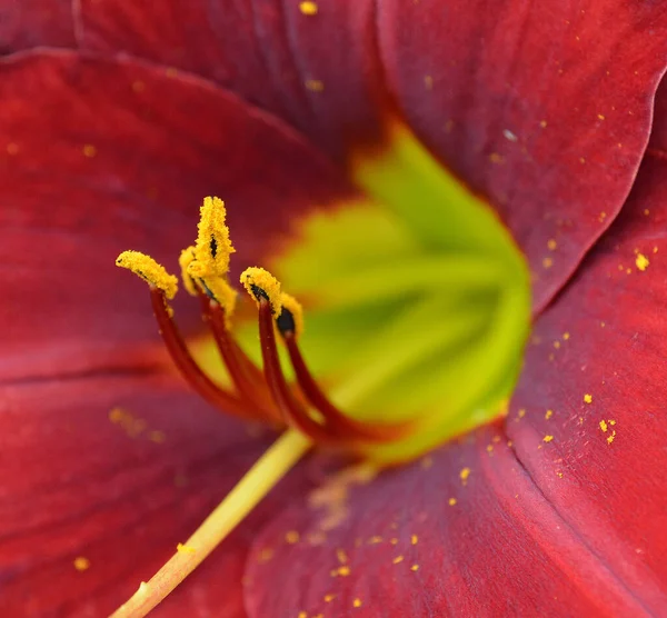 Красивый Цветок Лилии Саду — стоковое фото