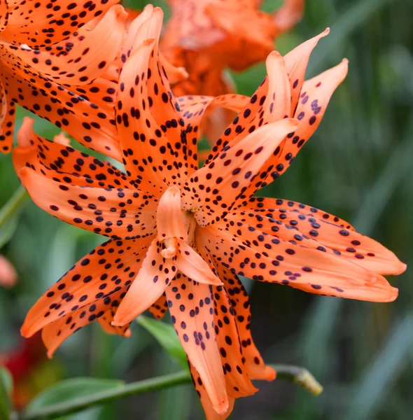 Красивый Цветок Лилии Саду — стоковое фото
