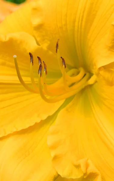 Hermosa Flor Lirio Amarillo Jardín —  Fotos de Stock