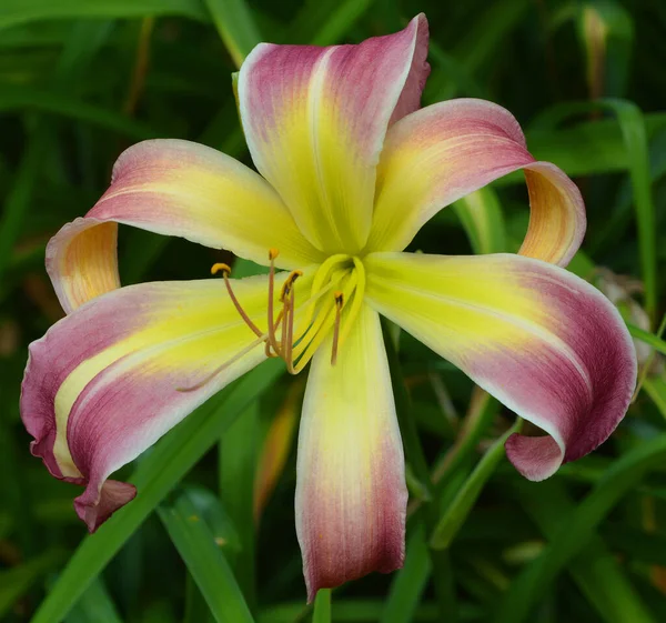 Piękny Kwiat Lilii Ogrodzie — Zdjęcie stockowe