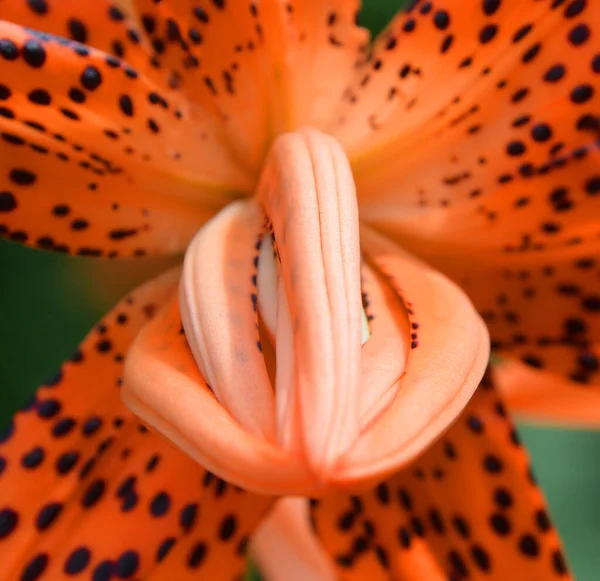 Hermosa Flor Lirio Jardín —  Fotos de Stock