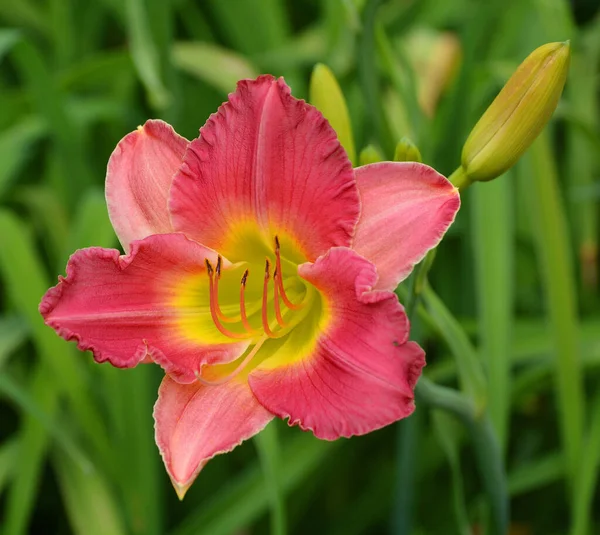 Hermosa Flor Lirio Jardín —  Fotos de Stock