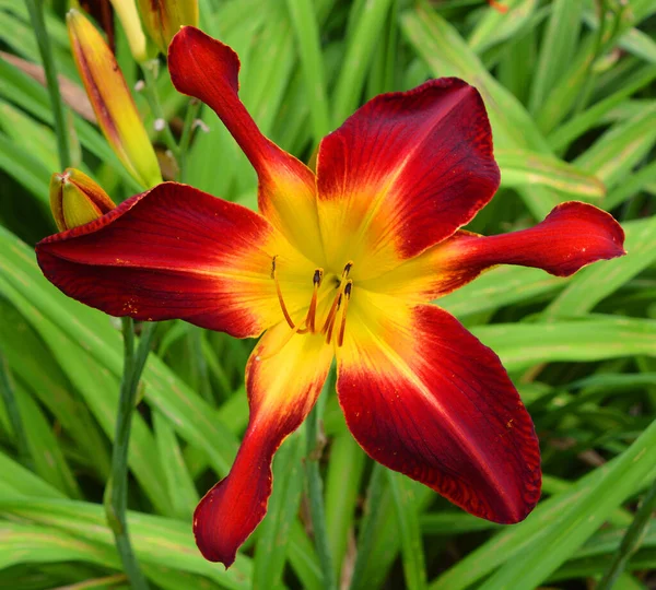 Bahçedeki güzel zambak çiçeği 