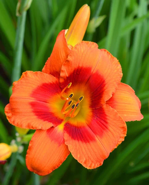 Güzel Çiçek Amaryllis Amaryllidinae Kabilesindeki Tek Cinstir Çiçek Açan Ampullerin — Stok fotoğraf