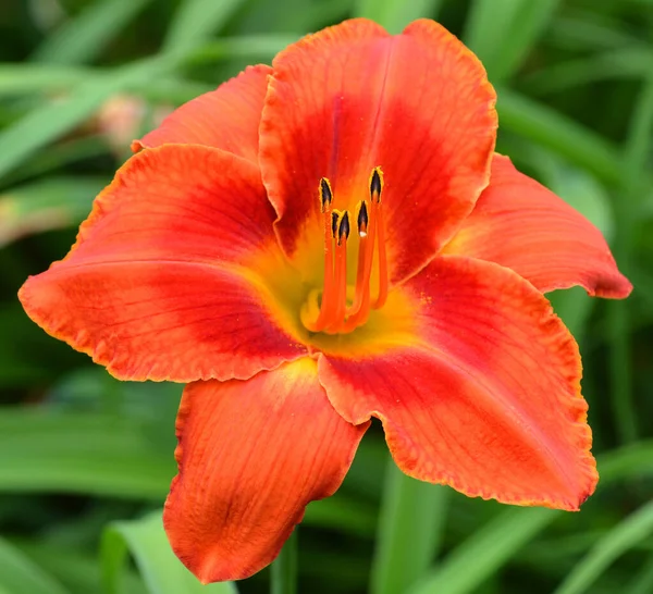 Hermosa Flor Lirio Naranja Jardín — Foto de Stock