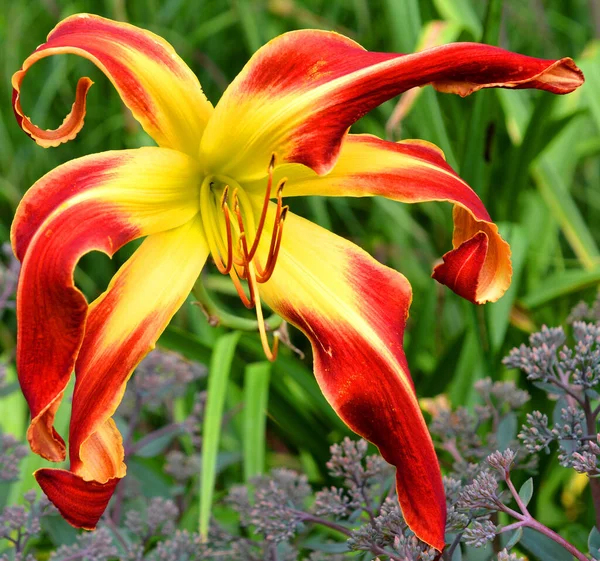Bahçedeki Güzel Zambak Çiçeği — Stok fotoğraf