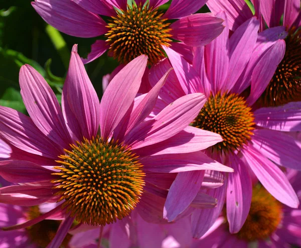 Echinacea Species Commonly Called Coneflowers Black Eyed Susans All Native — Foto de Stock