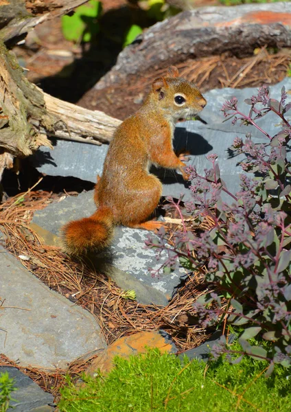 American Red Squirrel One Three Species Tree Squirrels American Red — Photo
