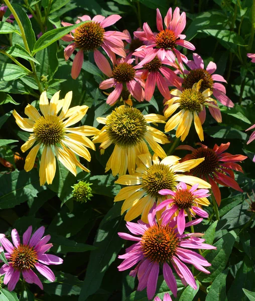 Echinacea Species Commonly Called Coneflowers Black Eyed Susans All Native — Photo