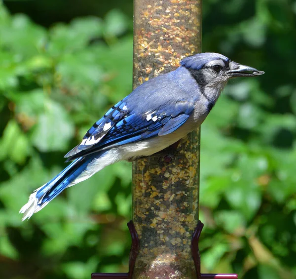 Blue jay is a passerine bird in the family Corvidae, native to North America.