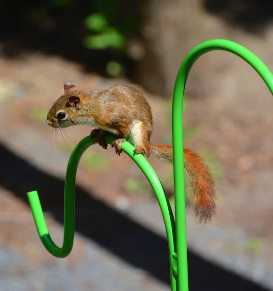 American Red Squirrel One Three Species Tree Squirrels American Red — Stock fotografie