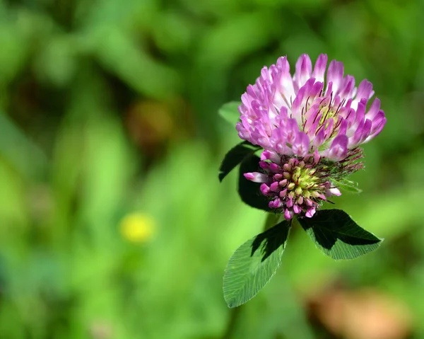 Beautiful Clover Flower Garden — Stock Photo, Image