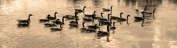 Patos Lago — Foto de Stock
