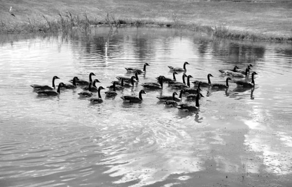 Canards Dans Lac — Photo