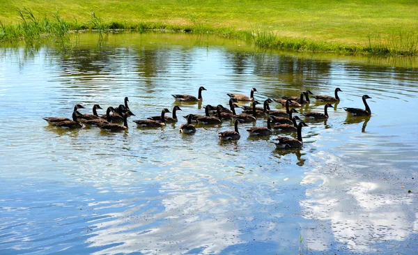Canards Dans Lac — Photo