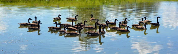 Ducks Lake — Stock Photo, Image