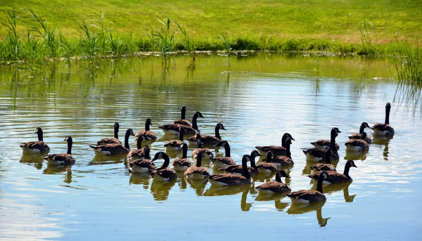 Canards Dans Lac — Photo