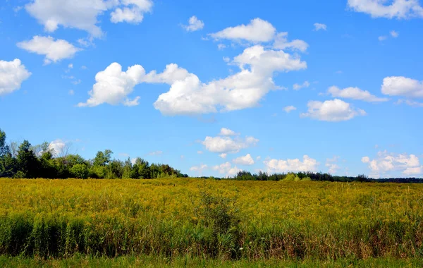 Krásná Krajina Polem Pšenice Modré Oblohy — Stock fotografie