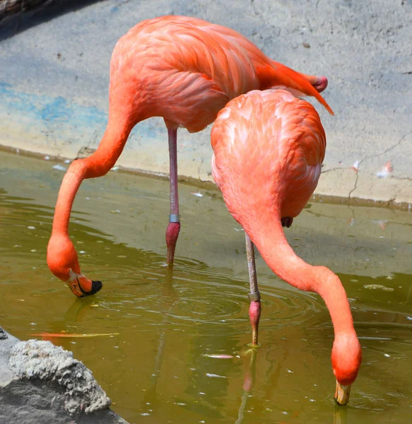 Flamingos Género Ave Família Phoenicopteridae Existem Quatro Espécies Flamingo Nas — Fotografia de Stock