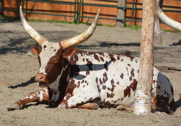 Ankole Watusi Modern American Breed Domestic Cattle Derives Ankole Group — Stock Photo, Image