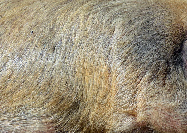 Iberian Pig Traditional Breed Domestic Pig Sus Scrofa Domesticus Native — Foto Stock