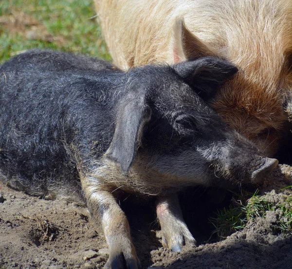 Iberian Pig Traditional Breed Domestic Pig Sus Scrofa Domesticus Native — 图库照片
