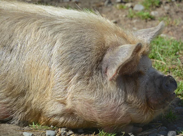 The Iberian pig is a traditional breed of the domestic pig (Sus scrofa domesticus) that is native to the Iberian Peninsula.