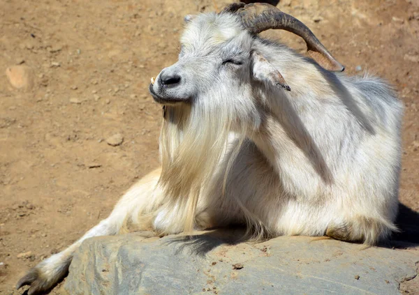 Domestic Billy Goat Simply Goat Capra Aegagrus Hircus Subspecies Aegagrus — Stok fotoğraf