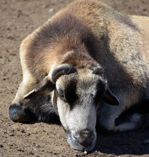 Soay Sheep Breed Domestic Sheep Ovis Aries Descended Population Feral — Stok fotoğraf