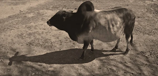 Brahman is an American breed of zebuine beef cattle. It was bred in the United States from 1885 from cattle originating in India, imported at various times from the United Kingdom, from India & Brazil