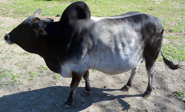Brahman is an American breed of zebuine beef cattle. It was bred in the United States from 1885 from cattle originating in India, imported at various times from the United Kingdom, from India & Brazil