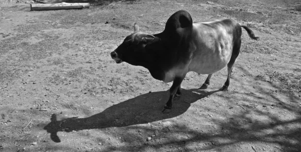 Brahman American Breed Zebuine Beef Cattle Bred United States 1885 — Stock fotografie