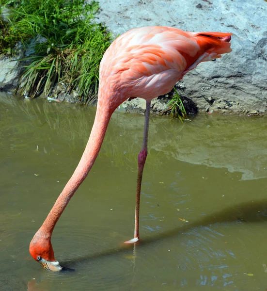 Americký Plameňák Phoenicopterus Ruber Velký Druh Plameňáka Úzce Souvisí Větší — Stock fotografie