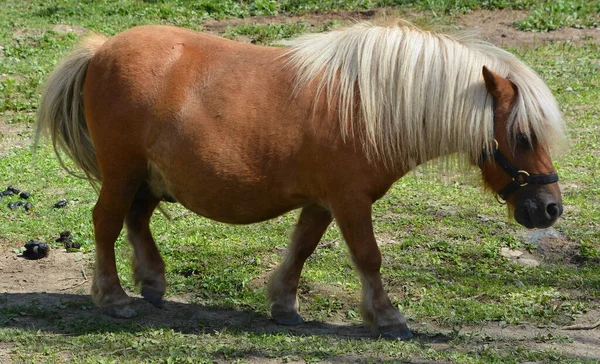 Miniaturowe Konie Wielkości Bardzo Małego Kucyka Wiele Nich Zachowuje Cechy — Zdjęcie stockowe