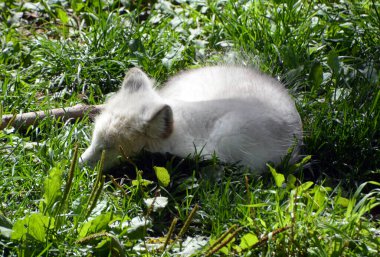 Kuzey Kutup Tilkisi (İngilizce: 