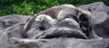 Kuzey Kutup Tilkisi (İngilizce: 