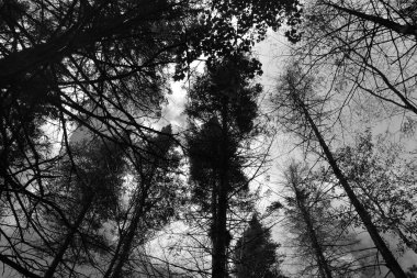 Ormandaki bir ağacın siyah beyaz fotoğrafı.