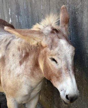 The donkey or ass (Equus africanus asinus) is a domesticated member of the horse family, Equidae. The wild ancestor of the donkey is the African wild ass, E. africanus.