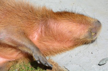 Capybara dünyadaki en büyük kemirgendir. Ayrıca Chiguire olarak da bilinir, Hydrochoerus cinsinin bir üyesidir ve diğer mevcut tek üyesi daha az kapibaradır..