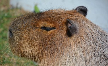 Capybara dünyadaki en büyük kemirgendir. Ayrıca Chiguire olarak da bilinir, Hydrochoerus cinsinin bir üyesidir ve diğer mevcut tek üyesi daha az kapibaradır..