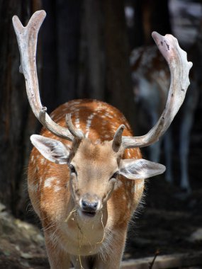 Fallow deer (Dama dama), Cervidae familyasından bir memeli türü. Bu yaygın tür Batı Avrasya 'ya özgüdür.,