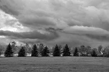 Row of coniferous and hardwood trees over cloudy sky in the country side of the Ile d'orleans Quebec Canada