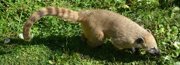 The South American coati (Nasua nasua), also called ring-tailed coati is a coati species and a member of the raccoon family (Procyonidae), from tropical and subtropical South America