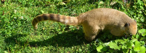 The South American coati (Nasua nasua), also called ring-tailed coati is a coati species and a member of the raccoon family (Procyonidae), from tropical and subtropical South America